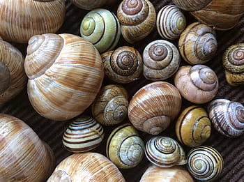snail, shell, nature, snail shells, spiral
