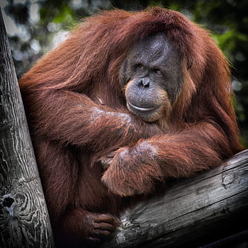 orangutan, brown, tree, orang utan, monkey, ape, red, cute, hair, lazy, human-like