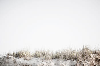 marron, champ d'herbe, champ de neige, herbe, champ, plage, gris, rose, le sable, ciel, blanc