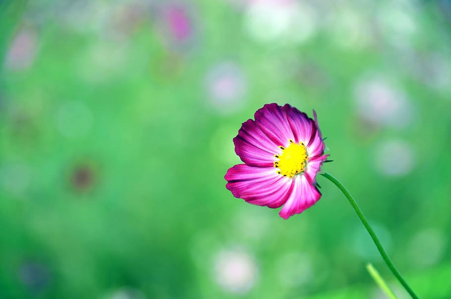 ピンク、 花びらの花、 ソフトフォーカス写真、 コスモス、 花、 秋、 紫、 植物、 花びら、 コスモス畑、 フラワーガーデン