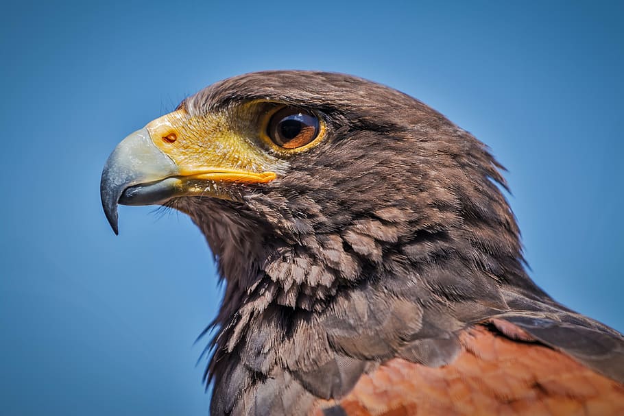 hnědý, šedá, jestřáb, harris jestřáb, parabuteo unicinctus, pták, Příroda, dravec, zobák, zvěře, divoký