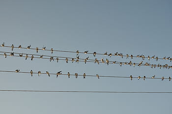 flock of birds, flock, birds, wire, day, time, blue, sky, line, animal, large group of animals
