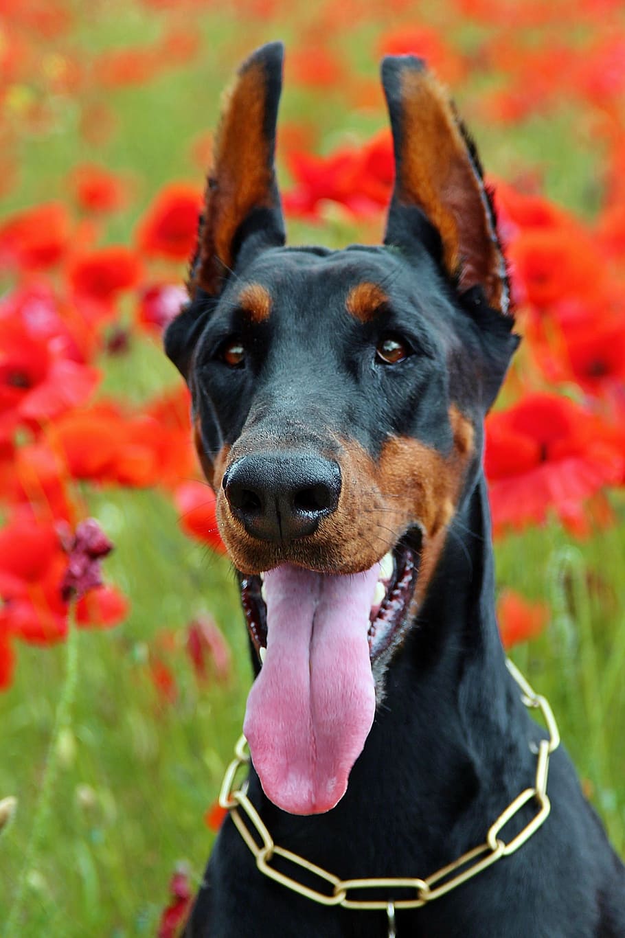 seduta, foto di pastore tedesco, shepard tedesco, foto, cane doberman, ritratto, linguaggio, cane, animali domestici, un animale, temi animali