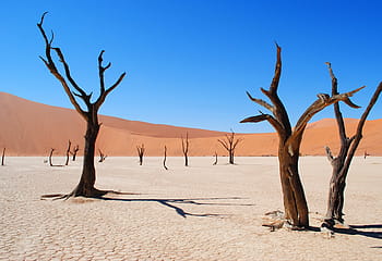 bare trees, deadvlei, namibia, africa, desert, drought, tree, dead vlei, sand, dry, burned