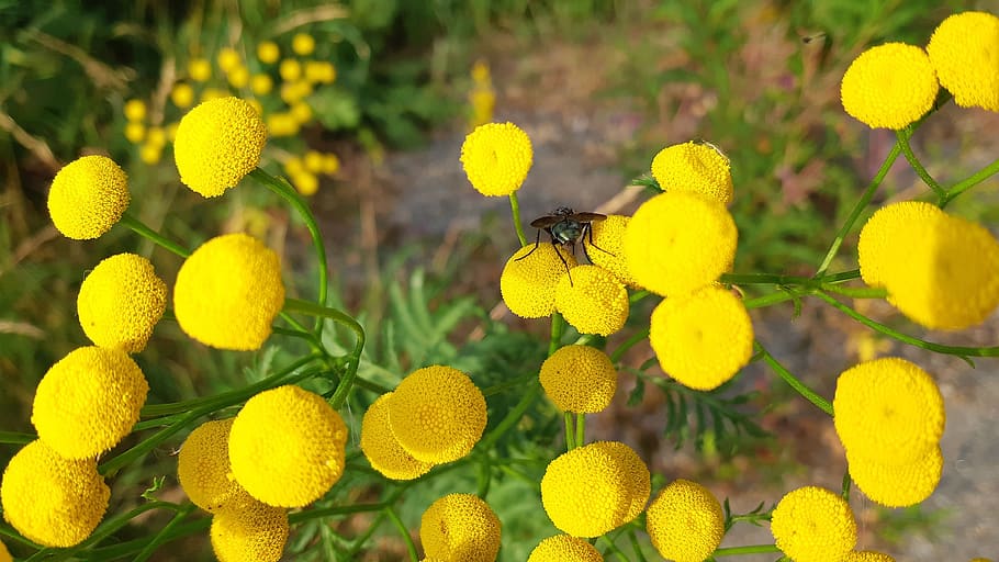 gulblomma, tansy, fly, flowers, summer, plant, sweden, nature