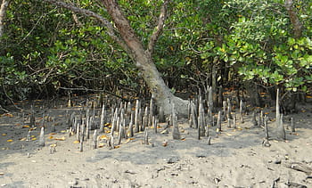 Cone, Roots, Mangroves, Flora, Species, cone roots, forest, sundarbans, swamp, national park, unesco