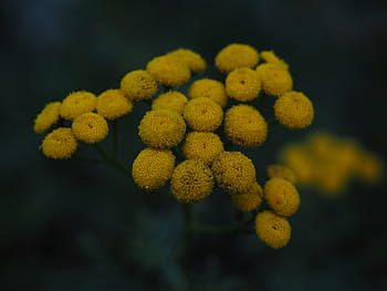 tansy, květiny, žlutá, tanacetum vulgare, chryzantéma vulgare, červ bylinné, kompozitů, asteraceae, silphium laciniatum, flóra, polovina růžice rostlina
