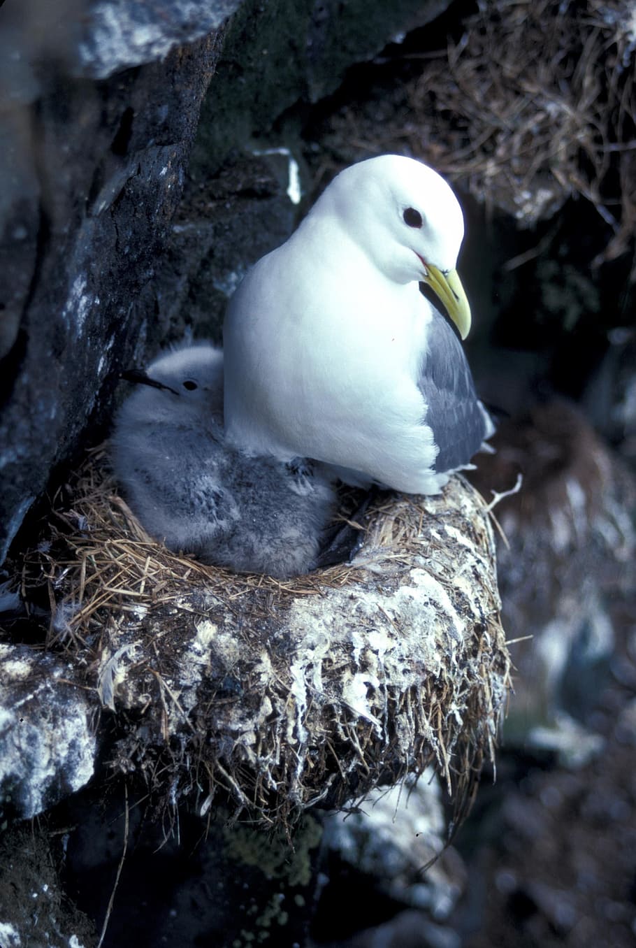 Black-Legged Kittiwake, Bird, Nature, outside, snow, nest, macro, close-up, wildlife, one animal, animal wildlife