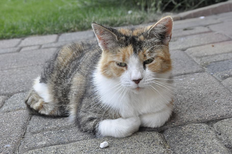 katze, animal animals, cat, tired, sweet, cute, sleep, kitten, pet, dreamy