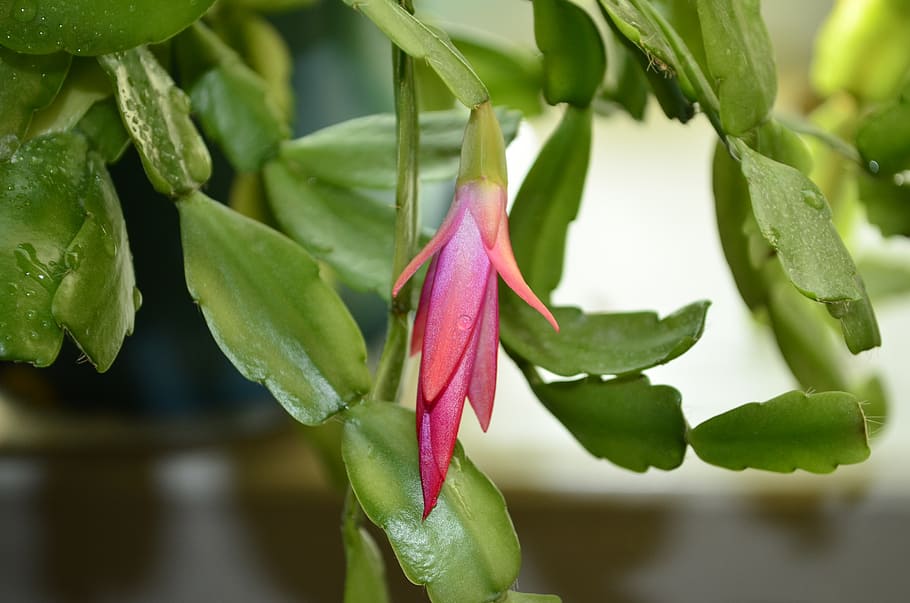 decembrist, květ, zygocactus, růžový květ, zelenina, zimní květina, květinová místnost