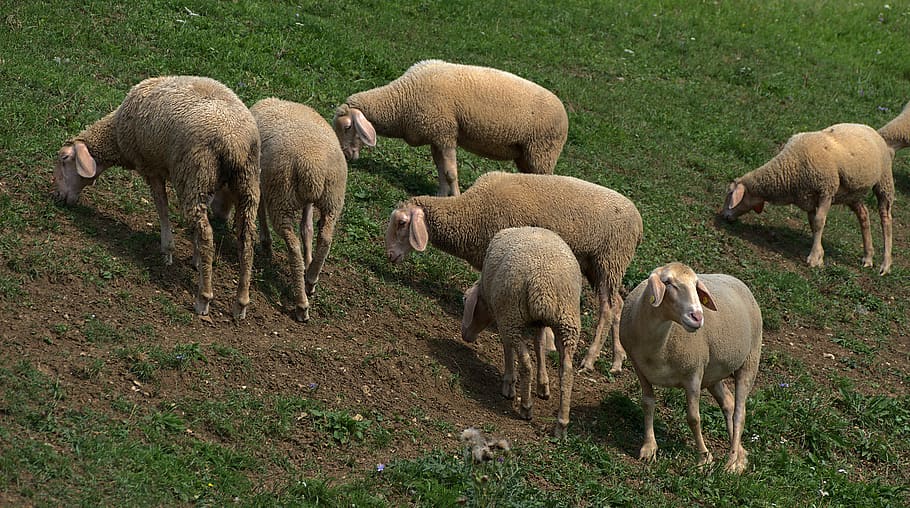 ovce, hráz, stádo, stádo ovcí, domácí ovce, zvířat, louka, srst, ovčí kůže, sekačka na trávu, polder