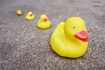 four, yellow, rubber duckies, ground, daytime, objects, lazy, rubber, ducky, duck, toy