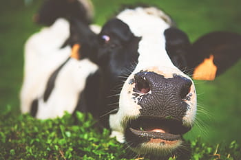 sélectif, photo de mise au point, vache, visage, laitier, animal, Lait, vert, herbe, animaux domestiques, thèmes animaux