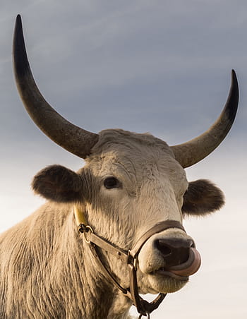 Büffel, Lecken, Nase, draussen, schließen, Fotografie, Weiß, das Vieh, tagsüber, Stier, Hörner