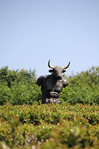 labyrint, minotaur, poprsí, sochařství, zahrada, socha, umění, hlava, postava, park, Skotsko