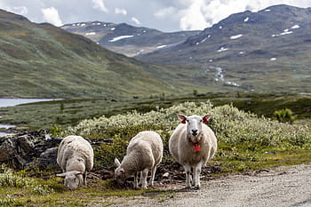 three, sheep, road, white, green, grass, animal, farm, nature, landscape, mountain