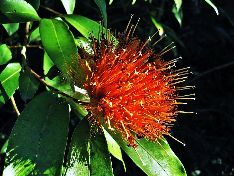 rio, exotické květiny, jardim botânico, Botanická zahrada, oranžový, botanika, exotický, květ, rozkvetla, keř, strom