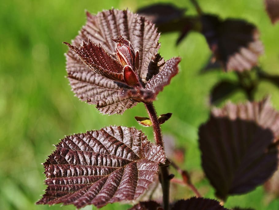 Corylus Avellana, Hazel, Red Leaves, young leaves, foliage, common hazel, лещина обыкновенная, орешник, plant, growth, day