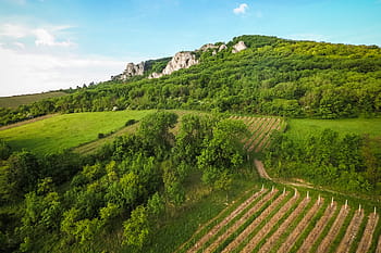 les, bílý, skály, v lesích, vinice, zelená, Příroda, nebe, víno, venkovské scény, zemědělství