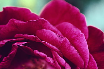 flower, pink, petal, bloom, garden, plant, nature, autumn, fall, rose