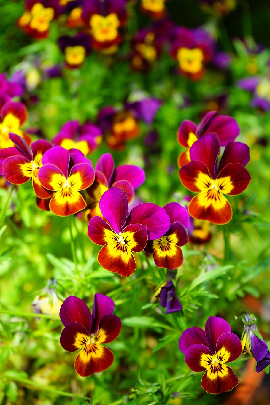 Pansy, Flower, Blossom, Bloom, Yellow, violet, viola, violaceae, colorful, color, flora