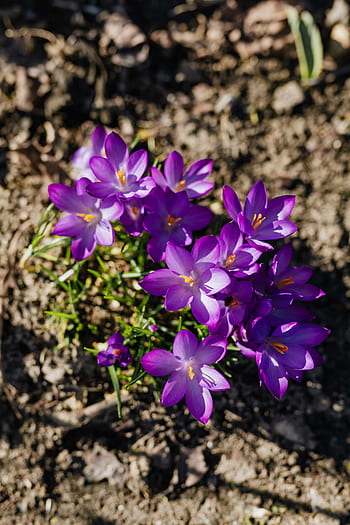 warna kuning kemerahan, bunga, ungu, mekar, musim semi, flora, crocus