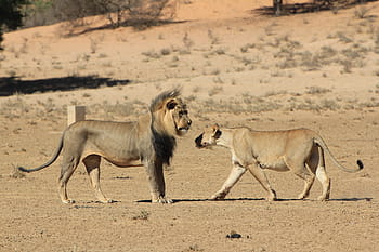 fotografia di paesaggio, Leone, tigre, campo, leonessa, saluto, deserto, natura, safari, predatore, leone - felino