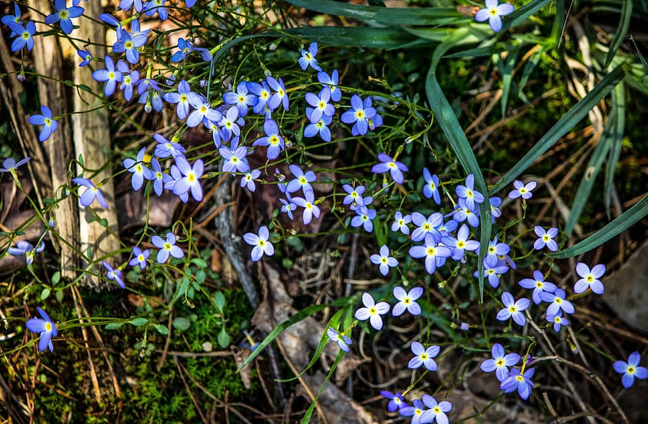 bluets, azure bluets, quaker ladies, wildflowers, small blue flowers, perennial, spring flowers, houstonia caerulea, flora, plant