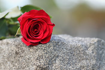 กุหลาบแดงเดียว, สัญลักษณ์ความรัก, หินอ่อนสีเทา, ศิลาจารึกบนหลุมฝังศพ, รักความทรงจำ, กลางแจ้ง