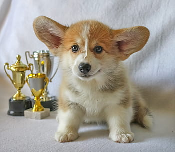 웨일스 어 corgi pembroke, 시각, 코기, 개, 강아지, 착한 애, 동물, 귀엽다, 개의, 홀딱 반할 만한, 유래