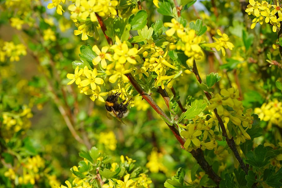 ribes aureum, květiny, žlutá, keř, větev, rybíz, žebra, angrešt skleníku, grossulariaceae, hmyz, zvířata ve volné přírodě