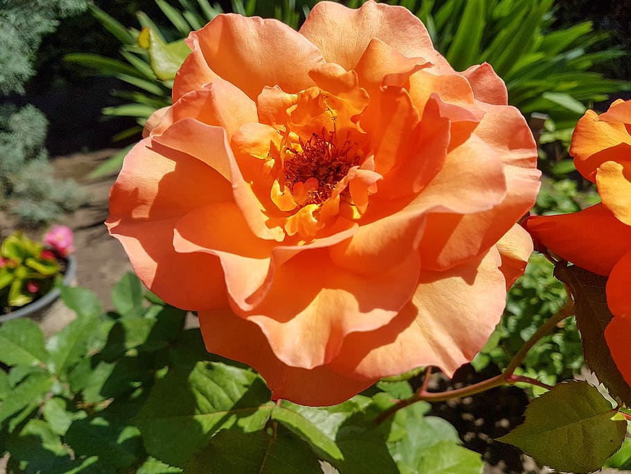 rose, yellow, orange, flower, summer flower, yellow roses, vicky, petal, plant, yellow flower