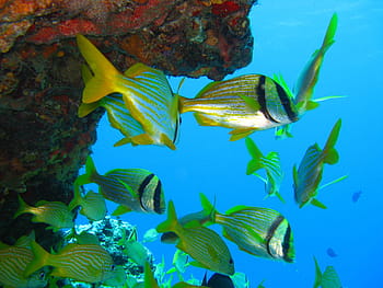 shoal of fish, Fish, Underwater, Marine, Ocean, Coral, nature, reef, scuba, diving, tropical fish