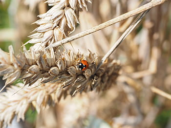 무당 벌레, 갑충, 시벤 펀크, coccinella septempunctata, 코시 넬라, 동물, 곤충, 빨간, 더럽혀진, 해충 구충제, 해충 방제