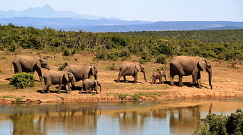 gruppo, elefanti, a piedi, accanto, corpo, acqua, giorno, elefante, branco di elefanti, elefante africano del cespuglio, Africa