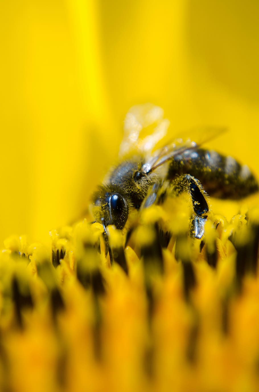 focal, focus photography, bee polenating, bee, working bee, nature, sunflower, yellow, pollen, macro, insect