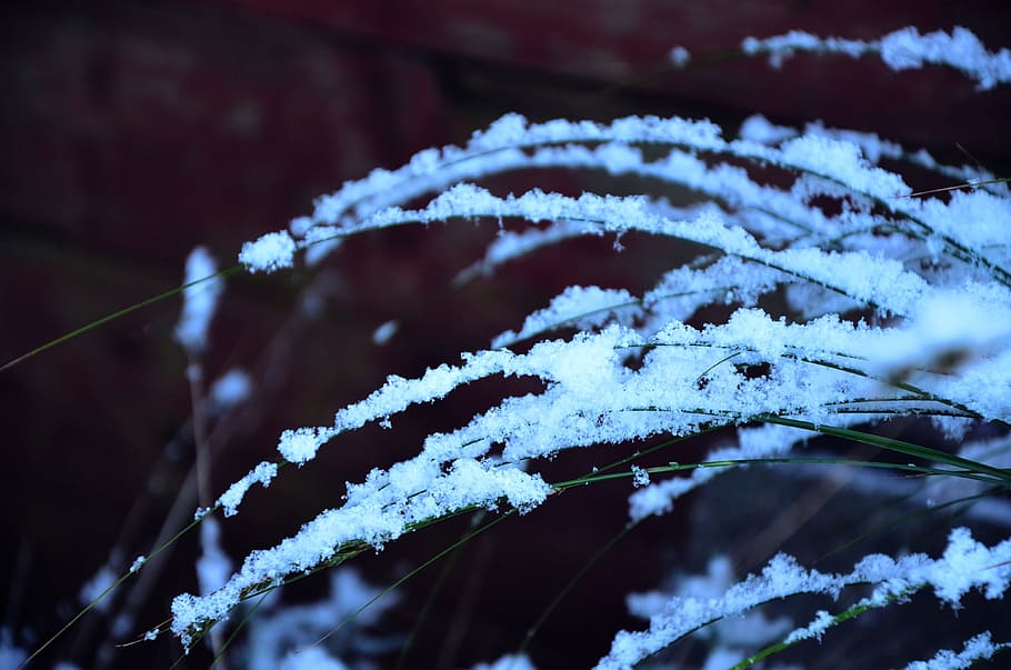 neige, branches, du froid, blanc, hiver, Météo, gel, saison, de plein air, chute de neige, couverture