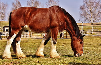 hnědý, bílý, kůň, jíst, tráva, hospodařit, shire horse, spojka, fotografování divoké zvěře, reitstall, živočišného světa