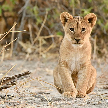 lev, mládě, simba, Afrika, botswana, chobe, zvíře, safari