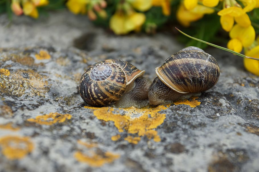 hlemýždi, Skála, Příroda, květiny, žlutá, shell, tráva, zelená, oranžový