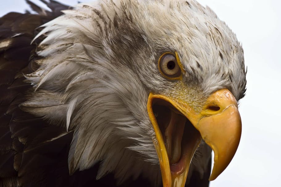 detailní, fotografování, plešatý, orel, adler, bílá hlava, dravý pták, pták, Orel bělohlavý, raptor, bílý sledoval orla