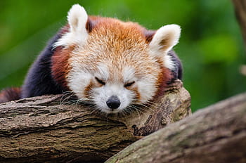 red, panda, lying, brown, tree trunk, red panda, sleeps, rest, cute, tired, little panda