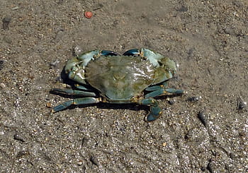 bláto krab, krab, scylla serrata, mangrovových krabů, estuarine, mangrovy, plody moře, korýš, vodní, námořní, mangovník