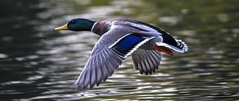 mallard duck, duck, water bird, flying home