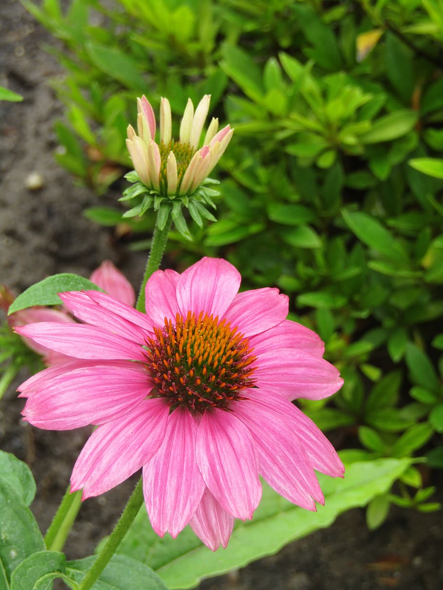 echinacea, ημιδιαφανές sonnenhut, coneflower, ρουμπίνι αστέρι, ροζ, μοβ λουλούδι, πέτρες στο παρασκήνιο, διακόσμηση, λουλούδι, κήπος