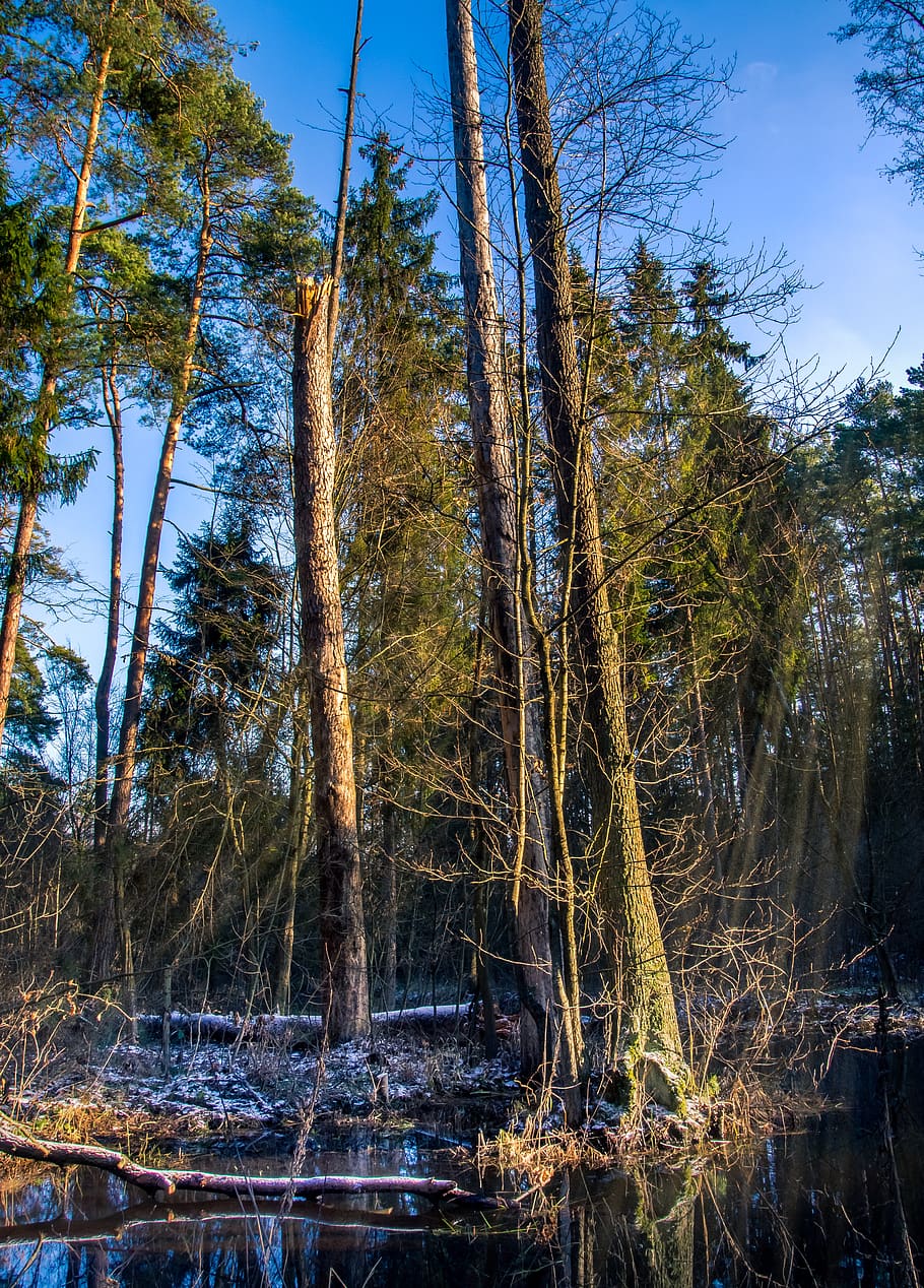 nature, tree, landscape, sky, leaf, the environment, river, beautiful, water, winter, marsh