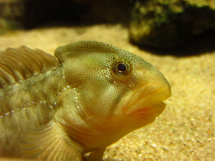 sliz ryby, sladkovodní rybí sliz, salaria fluviatilis, Ryba, sladkovodní ryba, akvárium, voda, pod vodou, zoo, zvířecí portrét