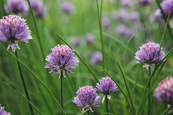 erba cipollina, fiorire, giardino, natura, selvaggio, viola, fioritura, piante, botanico, avvicinamento, ingrediente
