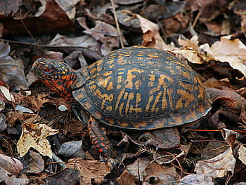 orientale, scatola tartaruga, tartaruga orientale, terrapene carolina, tartaruga terrestre, tartaruga, lento, strisciare, conchiglia, fauna selvatica, guscio di tartaruga