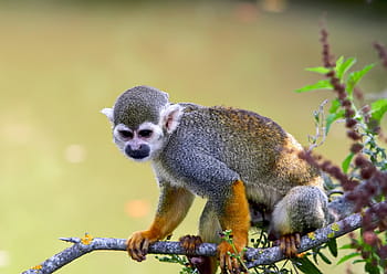 piccola scimmia, zoo, leeuwenkopaapje, mammifero, animale, primate, natura, foresta, scimmia